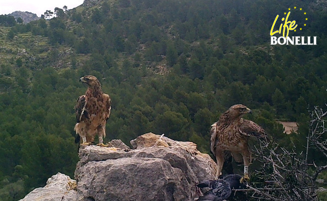 El macho “Deià”, la primera águila de Bonelli que nació en Mallorca en libertad, y la hembra “Enix”, que actualmente forman pareja. Foto: COFIB.
