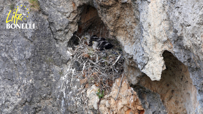 “Fartàritx” y “Formentor”, cuando eran pollos, fotografiados en 2016 en su propio nido, en una roca. Foto: Rubén Casas.