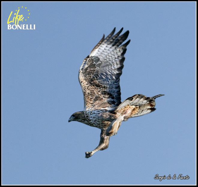 El águila de Bonelli “Haza" en pleno vuelo (foto: Sergio de la Fuente).