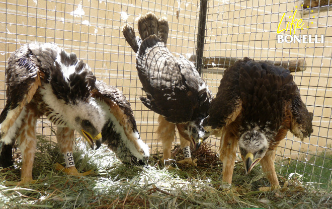 Pollos de águila de Bonelli destinados a su liberación en el medio natural. Foto: LIFE Bonelli.