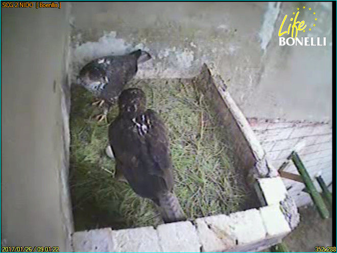 Captura de vídeo de la pareja de águilas de Bonelli "Pachamama" y "Quebrijano" con el primer huevo de su puesta, en el centro de cría de GREFA.