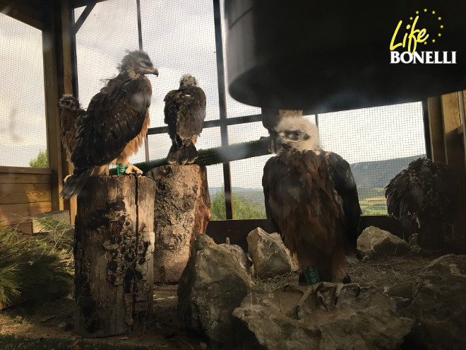 Los primeros seis pollos de águila de Bonelli liberados en 2017 en Navarra reposan en el interior del hacking instalado en Sangüesa.