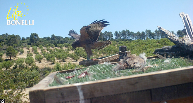 Águila de Bonelli liberada en Sangüesa (Navarra) en 2017, sobre una de las plataformas de alimentación instaladas para estas aves en la zona de suelta.