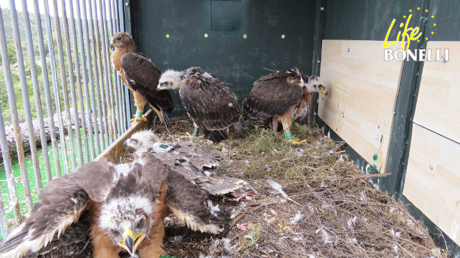 Águilas de Bonelli en fase de aclimatación antes de ser liberadas. Foto: GREFA.