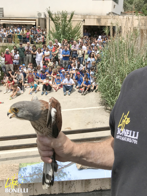 Un macho de cernícalo vulgar a punto de ser liberado como colofón de las Jornadas de Puertas Abiertas de GREFA y el Día del Águila de LIFE Bonelli.