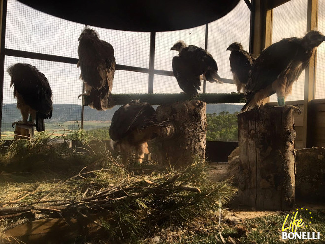 Las seis águilas de Bonelli soltadas en Navarra, cuando estaban en el jaulón de liberación.