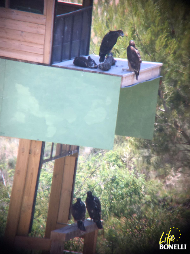 Las águilas de Bonelli reposan posadas en el exterior de la instalación de hacking.