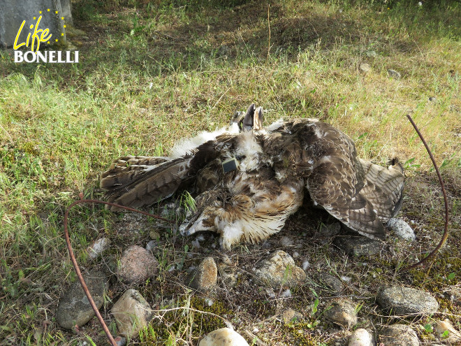 Cadáver del águila de Bonelli "Bedmar", víctima de una electrocución, con el emisor visible.