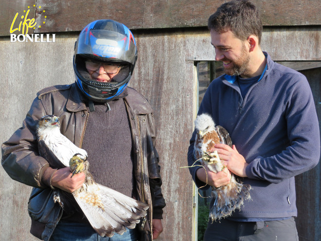 Jean-Claude Mourgues, a la izquierda, sujeta a la hembra adulta de águila de Bonelli "Montilla", mientras que Pablo Izquierdo, de GREFA, hace lo propio con el pollo "Osasuna".