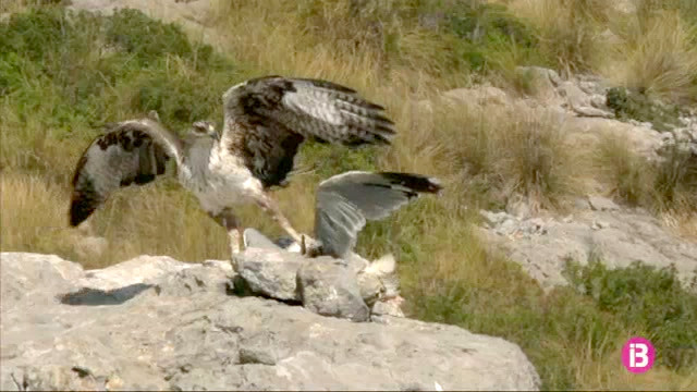 Captura de vídeo del águila de Bonelli "Bel" en el momento de cazar a la gaviota.
