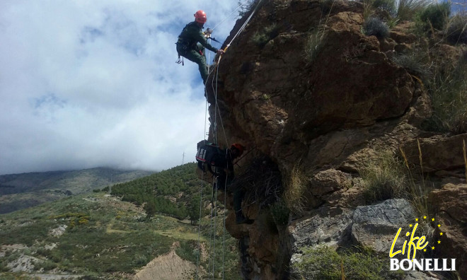 La colaboración de agentes especializados de la Junta de Andalucía permite acceder al nido de águila de Bonelli de las Alpujarras granadinas.