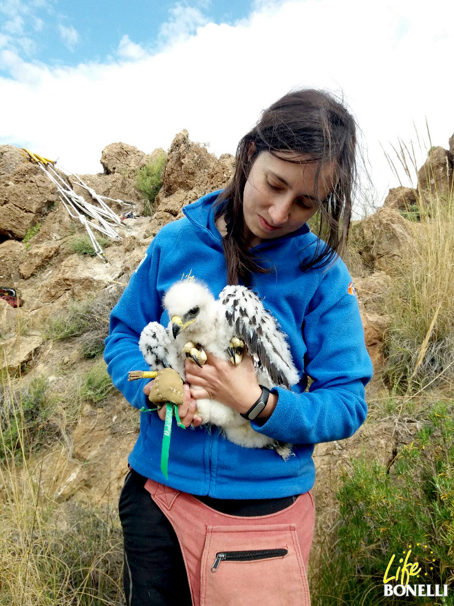 Una veterinaria de GREFA observa el pollo procedente del nido intervenido en las Alpujarras granadinas.