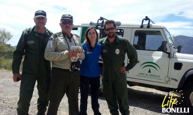 Agentes de la Unidad Vertical de Conservación Ambiental (UVCA) de la Junta de Andalucía y del Parque Nacional de Sierra Nevada, junto con una veterinaria de GREFA, posan con el pollo de águila de Bonelli.
