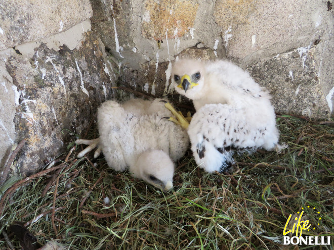 El pollo de águila de Bonelli procedente de la provincia de Granada, ya con su hermano adoptivo en las instalaciones de GREFA, bajo los cuidados de una pareja nodriza de la especie.