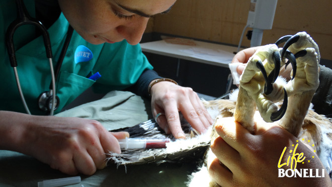 Una veterinaria extrae sangre de un pollo de águila de Bonelli en la enfermería de GREFA.