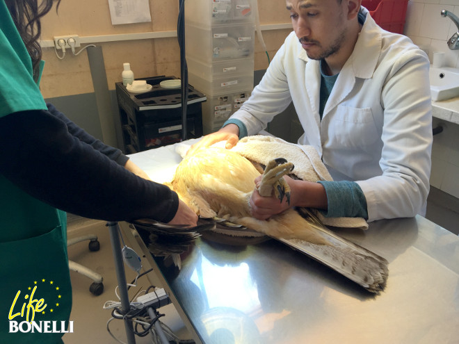 El águila de Bonelli "Gandía" es sometida a revisión veterinaria en la enfermería de GREFA.