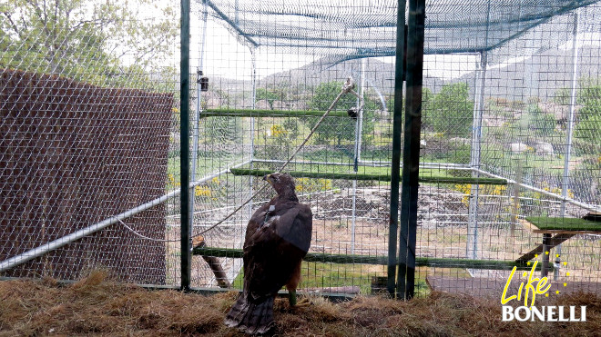 El águila de Bonelli 'Alcaudete' en el nido artificial