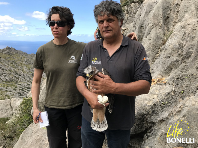 Miembros del COFIB y GREFA, socios de LIFE Bonelli, con el pollo de águila de Bonelli "Garballó" (macho).