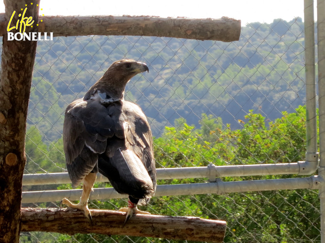 El águila de Bonelli "Grazalema" reposa en la instalación de aclimatación para la especie existente en la zona de suelta de Mallorca.