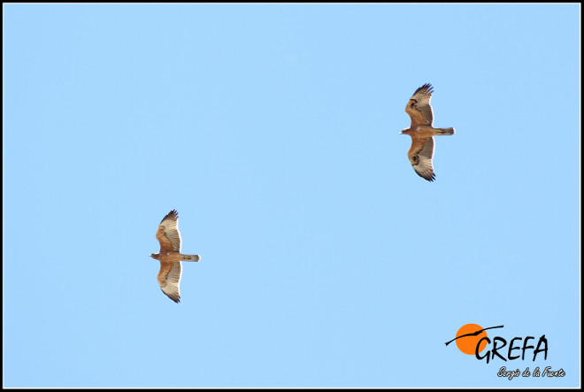 Dos jóvenes águilas de Bonelli liberadas en la Comunidad de Madrid vuelan en paralelo. Foto: Sergio de la Fuente / GREFA.