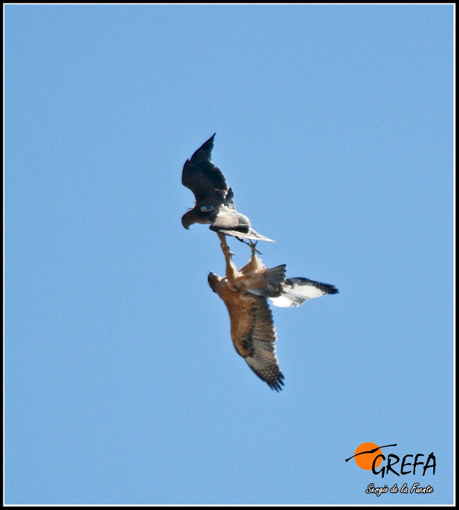 Dos águilas de Bonelli se agarran de las patas durante sus juegos de aprendizaje y experimentación en el vuelo. Foto: Sergio de la Fuente / GREFA.