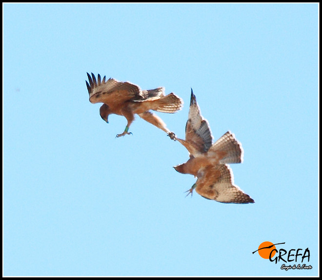 Juegos en el aire entre jóvenes águilas de Bonelli liberadas en la Comunidad de Madrid. Foto: Sergio de la Fuente / GREFA.