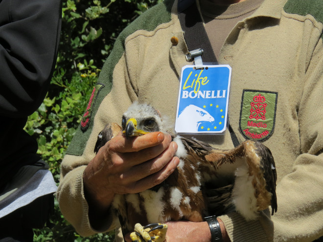 Un Agente de Medio Ambiente sujeta a un pollo de águila de Bonelli, en el contexto de una acción del proyecto LIFE Bonelli.