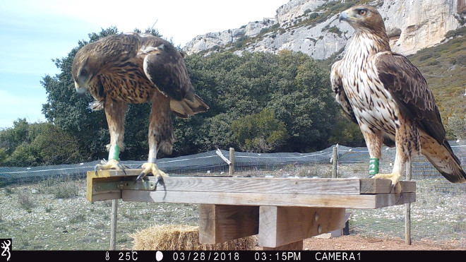 Imagen de fototrampeo de las águilas de Bonelli "Sielva" (a la derecha) y "Arrangoiti".