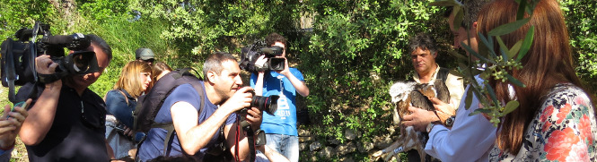 Periodistas fotografían las águilas de bonelli antes de su liberación