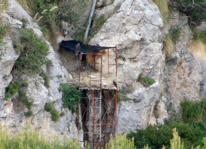 Liberación mediante hacking de pollos de águila de bonelli en Mallorca