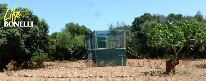 Image de la cage vue de face, avec l'enclos devant où l'on place la nourriture pour retenir les aigles au début.