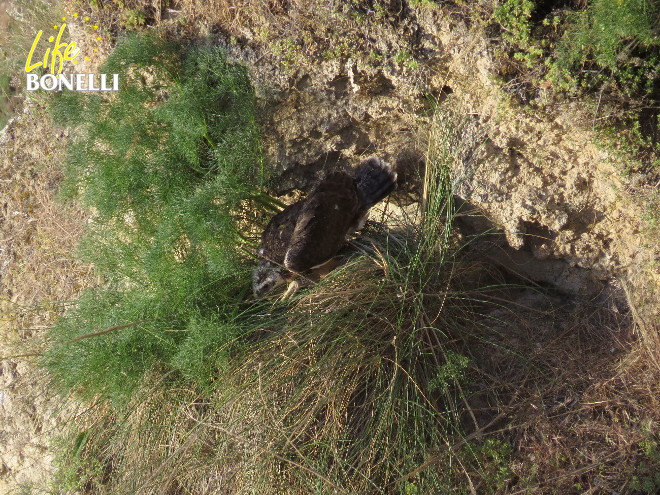 Ilustración 3. El pollo de Albacete colocado en su nido de adopción (7-5-2014)..  Ilustración 4. El día siguiente apareció en el suelo y tuvo que ser rescatado (8-5-2014).