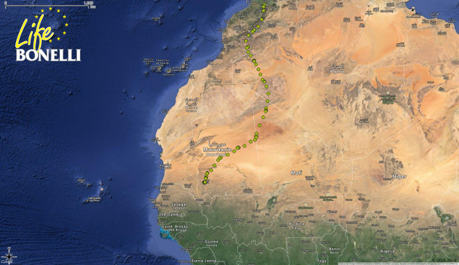 Como se ve en la figura 2, las águilas han realizado desplazamientos  cortos hacia las áreas conocidas como “zonas de alimentación”, debido a la gran presencia de especies presa como conejo o Perdiz. Zahara, la migrante transahariana, ha comenzado a centrarse en una zona al Sur de Mauritania (Figura 3).