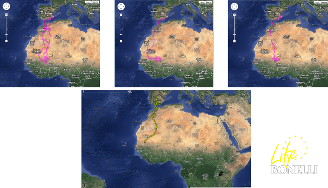 Figura 5. En la parte superior mapas migratorios de 3 águilas culebreras (Circaetus gallicus) (Movebank.org-Pascual López) y de Zahara (parte inferior).