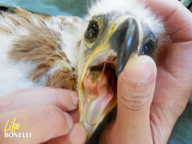 Belmez, uno de los pollos de águila de Bonelli rescatados en Andalucía bajo desnide autorizado ingreso con esta placa de trichomonas