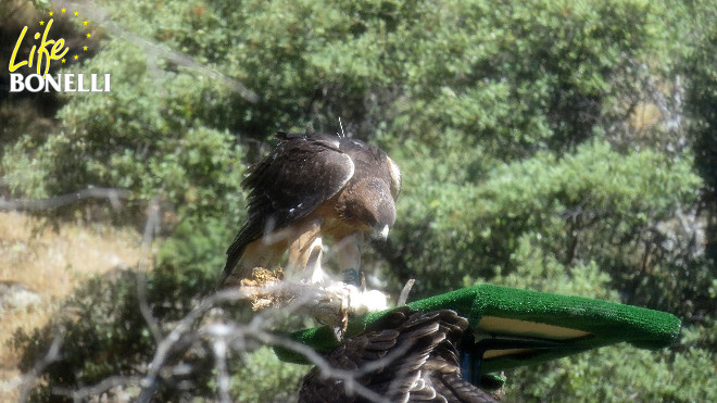 Águila de Bonelli alimentándose con seguridad en una plataforma artificial elevada.