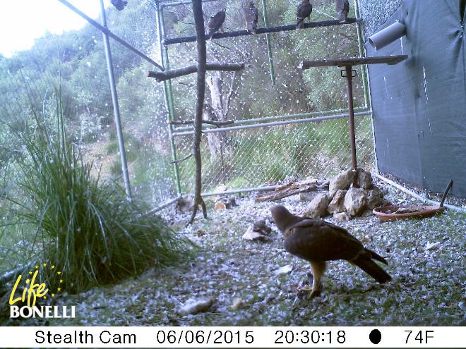 Imagen captada por la fototrampa, en la que se observa a cuatro águilas posadas en el frontal, y una en el suelo que ha cazado una paloma.