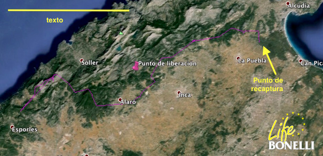 En rosa, movimiento de Escorial desde que empezó a emitir su GPS/GSM (por baja batería hasta el día 21 de junio), a 20 km al sur del punto de liberación y cómo pasó cerca, pero siguió hacia el norte, donde fue recapturado.