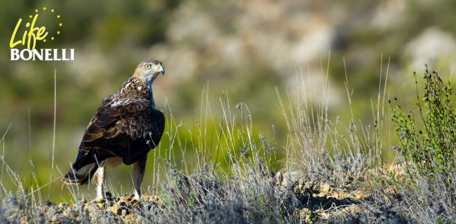 C5. Control de la población y seguimiento de la reproducción del águila de Bonelli en Navarra.