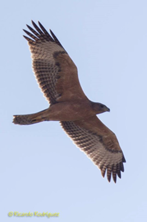 Joven del año de  águila de Bonelli (Aquila fasciata) anillado en Valencia y fotografiado el año 2015 en un área de dispersión de la especie en Navarra.