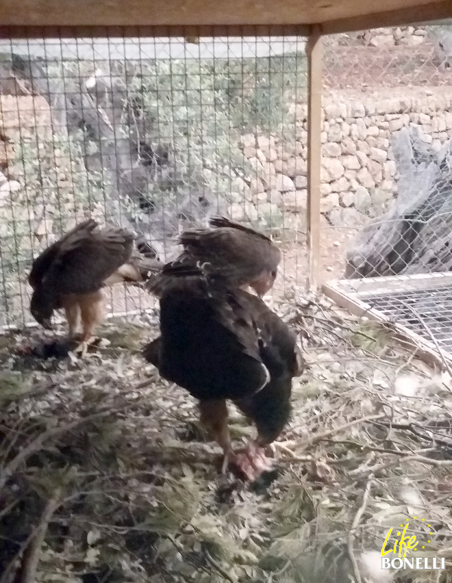 Tres de las águilas comiendo, con el frontal del nido ya abierto.