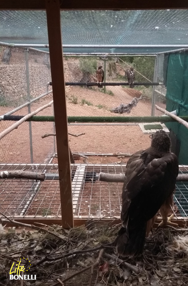 Vista desde el nido, con el portón haciendo de balcón, desde donde se ve el posadero central, los dos posaderos laterales y el frontal, donde hay dos águilas posadas.