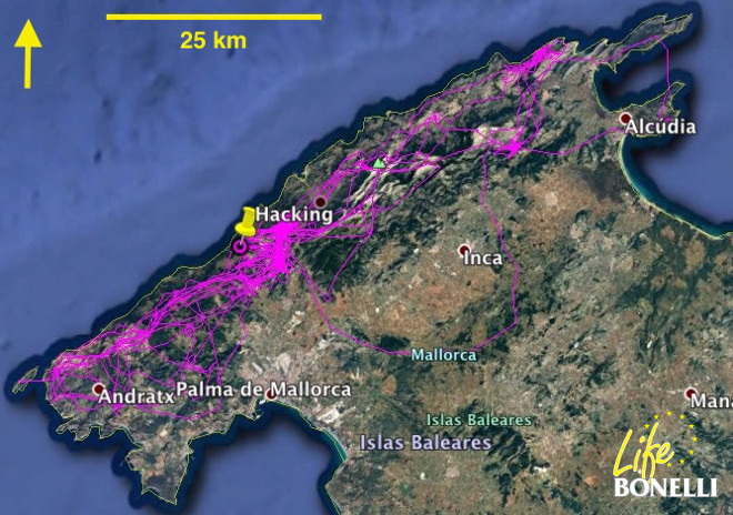 Freila (21 julio a 5 septiembre inicio de la dispersión), de manera similar a Fresnedilla, realiza varios viajes exploratorios por la Sierra de Tramuntana, antes del inicio de la dispersión.
