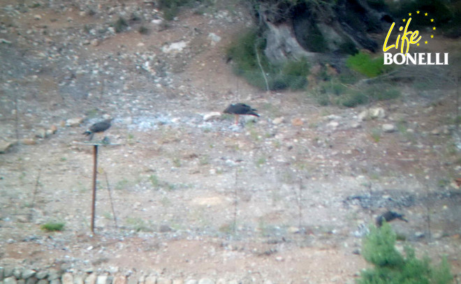 Dos águilas comiendo en el cercado en el suelo y una tercera (la de la izquierda) sobre la plataforma (digiscoping desde el observatorio 2, Tomeu Morro).