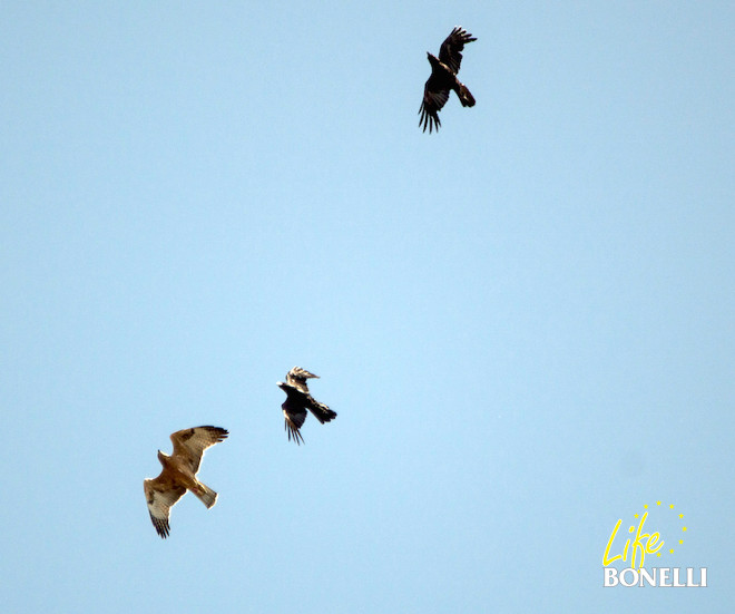 Finistérre en sus primeros días de vuelo, acosado por una pareja de cuervos que finalmente desaparecieron de la zona cuando las seis águilas ocuparon el espacio aéreo (Foto: Ugo Mameli).
