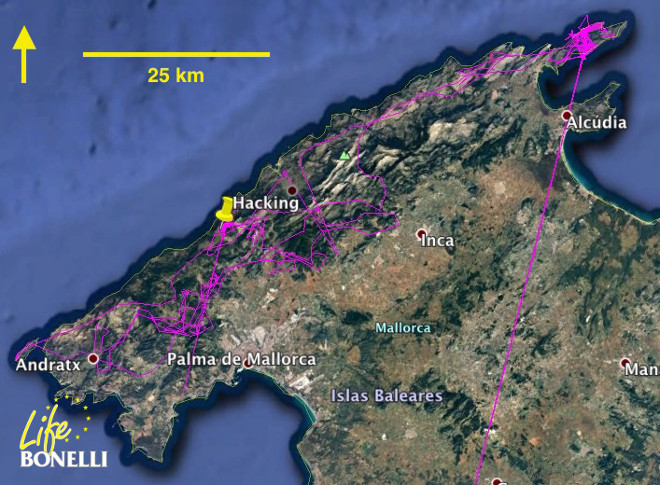 Movimientos de Fuenfría antes de la dispersión. Se va del hacking vía Sóller y se instala en la península de Formentor, primero en el islote del Colomer y después en el de Formentor.