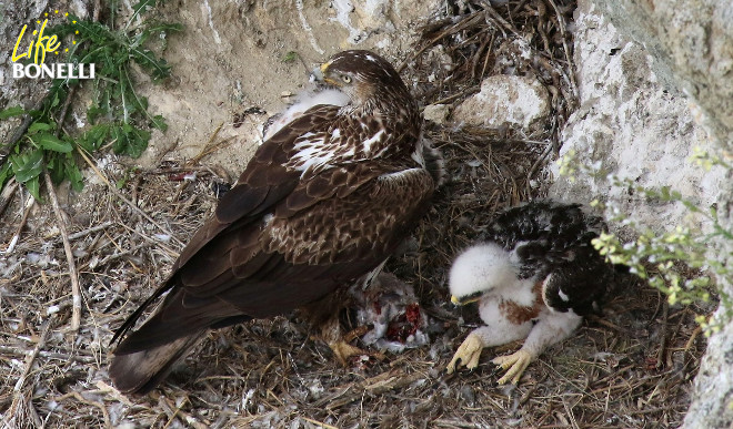 Ilustración 6. Hembra en nido con su prole, con una presa (paloma).