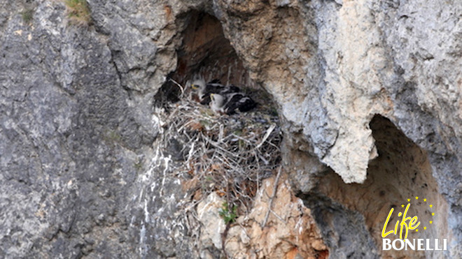 Fartàritx y Formentor en el nido el 31 de mayo de 2016 (Foto: Ruben Casas)