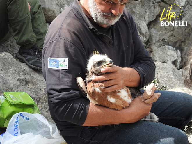 Uno de los pollos en el momento de su captura para el marcaje, sujetado por Ernesto Álvarez (GREFA).