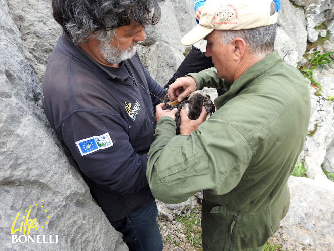 Víctor García Matarranz, técnico del MAGRAMA, colocando el emisor a uno de los pollos.